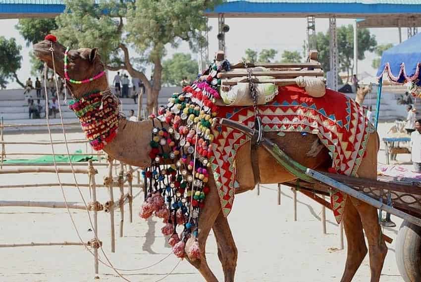 Pushkar Camel Fair, Pushkar