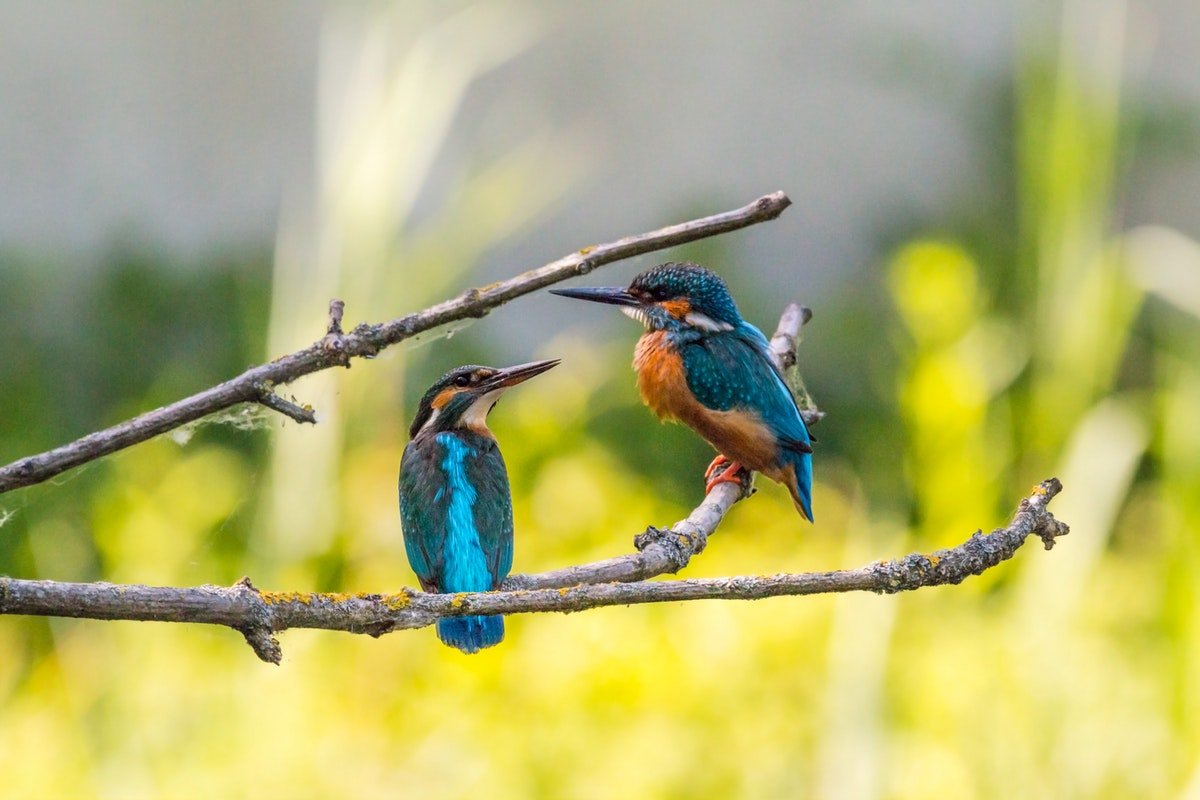 Bird Sanctuaries In India