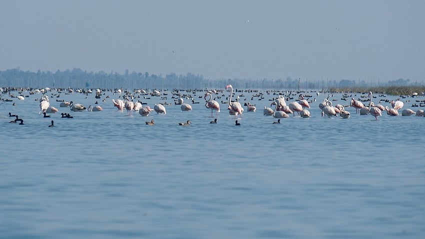 Chilika Lake Bird Sanctuary, Orissa