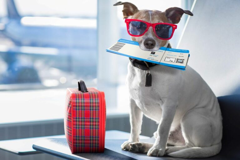 Akasa Air to allow Pets On Board